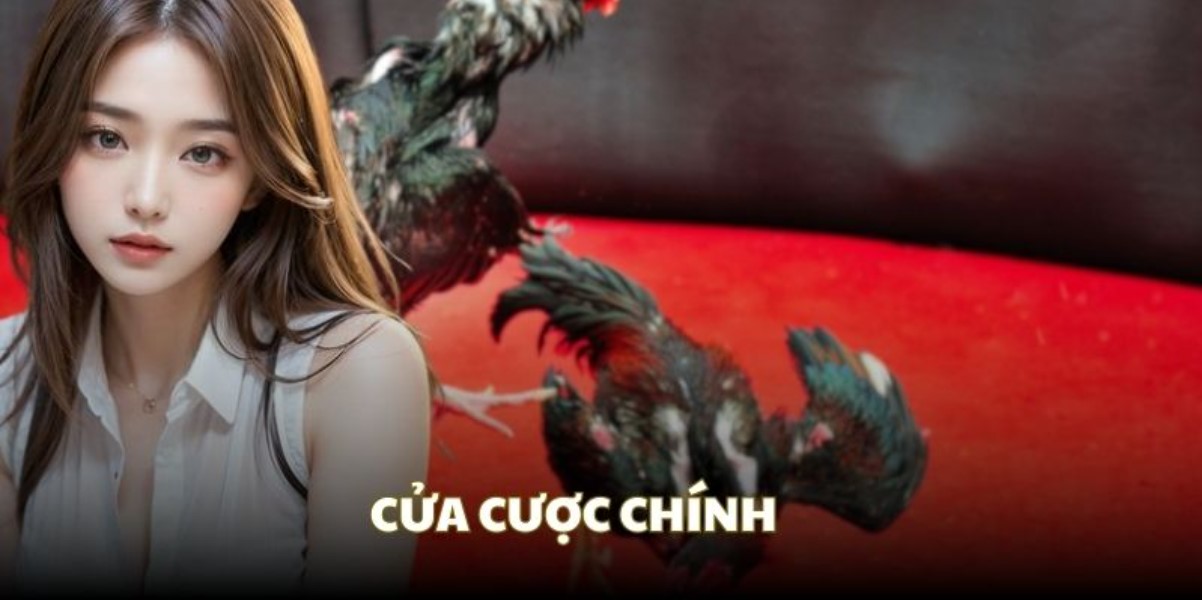 Bí quyết chọn giống chiến kê chuẩn cho đá gà cựa dao