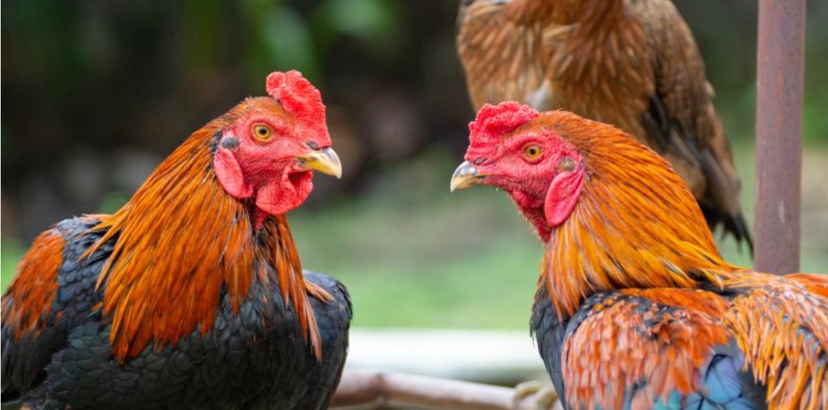 Đá Gà Thomo Rikbet – Điểm Hẹn Lý Tưởng Cho Trận Đấu Đẳng Cấp 4 Các hình thức cược hấp dẫn tại đá gà Thomo Rikbet