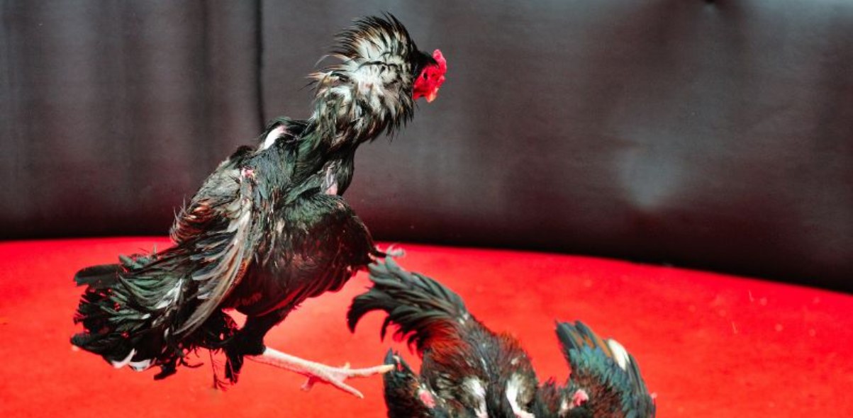 Đá Gà Thomo Rikbet – Điểm Hẹn Lý Tưởng Cho Trận Đấu Đẳng Cấp 3 Các hình thức thi đấu hấp dẫn tại đấu trường đá gà Thomo trực tiếp tại Rikbet