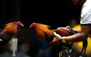 Đá Gà Cựa Sắt Rikbet