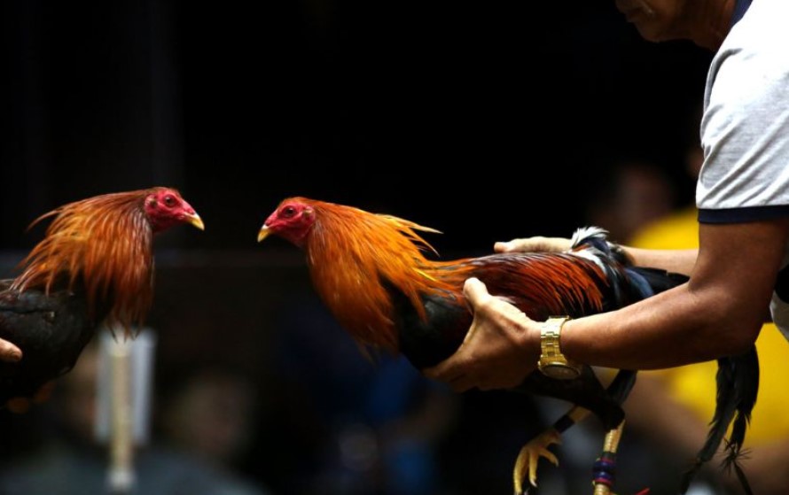 Đá Gà Cựa Sắt Rikbet | Trải Nghiệm Khoảnh Khắc Không Thể Rời Mắt 1 Đá Gà Cựa Sắt Rikbet