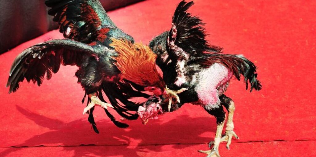 Đá Gà Thomo Rikbet – Điểm Hẹn Lý Tưởng Cho Trận Đấu Đẳng Cấp 1 Đá Gà Thomo Rikbet