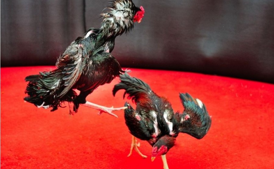 Đá Gà Cựa Sắt Rikbet | Trải Nghiệm Khoảnh Khắc Không Thể Rời Mắt 2 Khám phá về đá gà cựa sắt