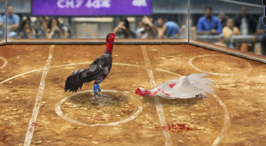 Một số hình thức đá gà Rikbet