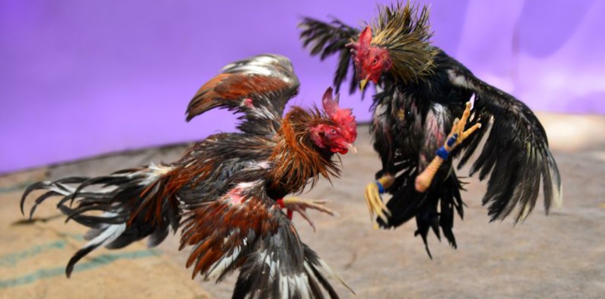 Đá Gà Thomo Rikbet – Điểm Hẹn Lý Tưởng Cho Trận Đấu Đẳng Cấp 2 Những điều cần biết về đấu trường đá gà Thomo Rikbet