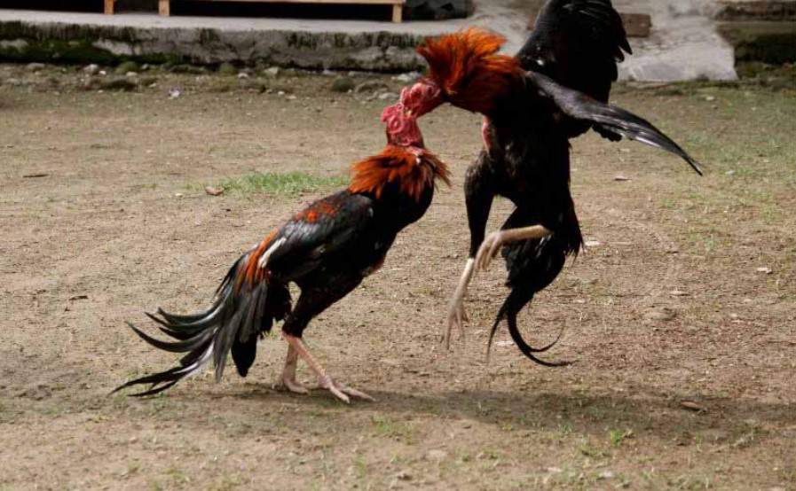 Đá Gà Cựa Sắt Rikbet | Trải Nghiệm Khoảnh Khắc Không Thể Rời Mắt 3 Phân loại chọi gà cựa sắt - Các hình thức chính