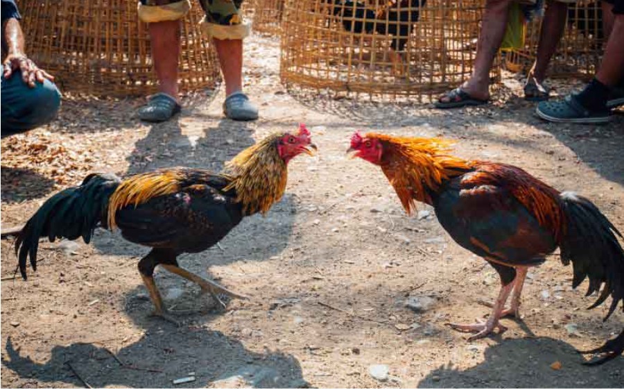 Đá Gà Cựa Sắt Rikbet | Trải Nghiệm Khoảnh Khắc Không Thể Rời Mắt 4 Quy tắc thi đấu trong đá gà cựa sắt Rikbet