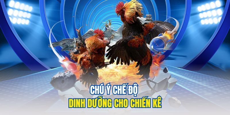 Chú ý chế độ dinh dưỡng cho chiến kê